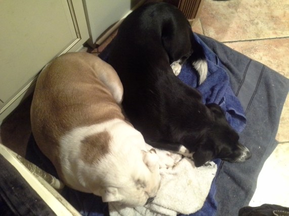 Fly and Jeeves lying together