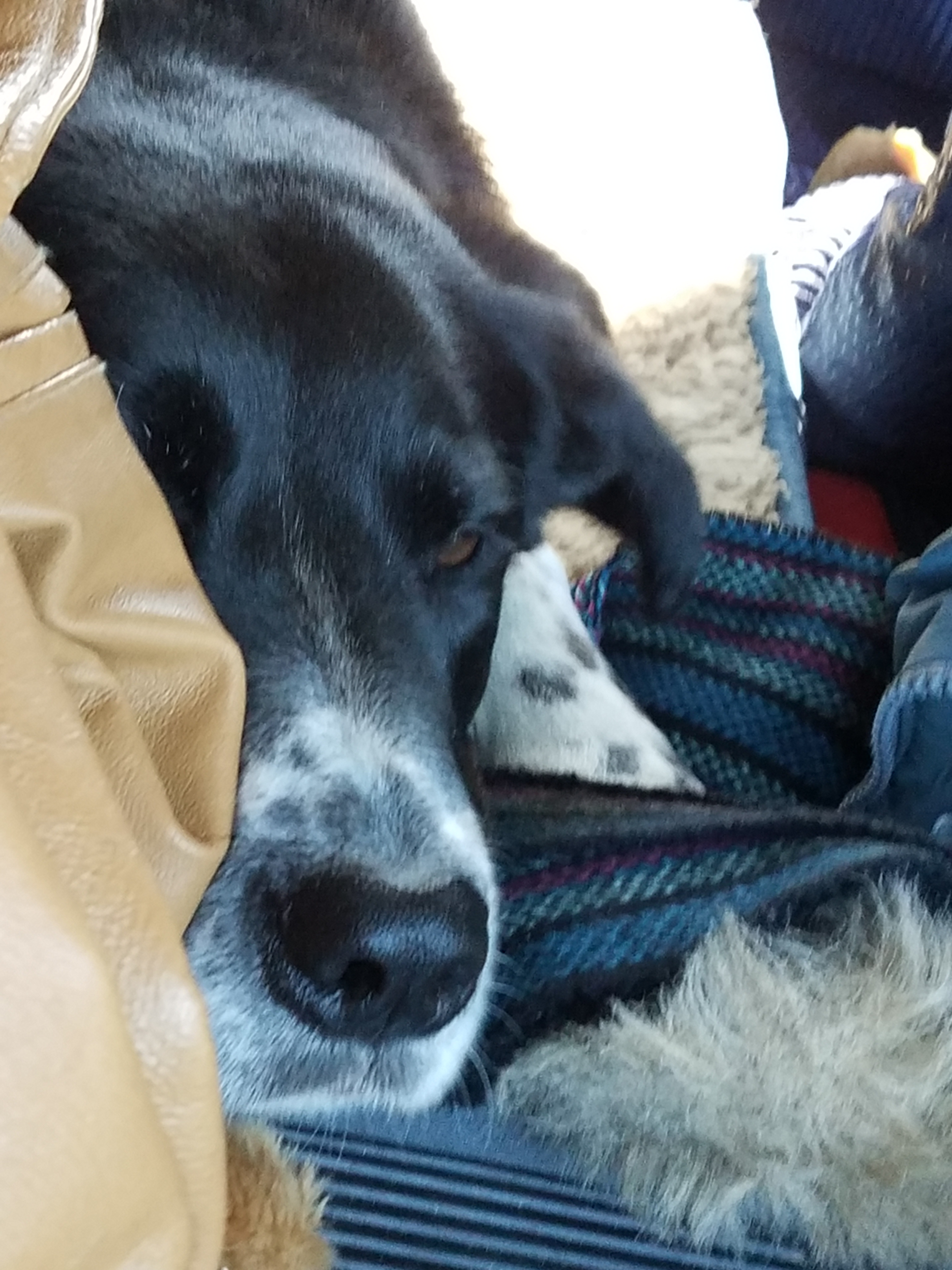 Fly sleeping in truck en route to Toledo