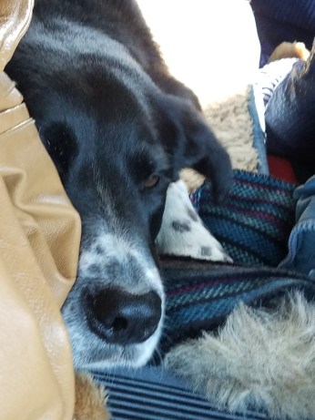 Fly sleeping in truck en route to Toledo