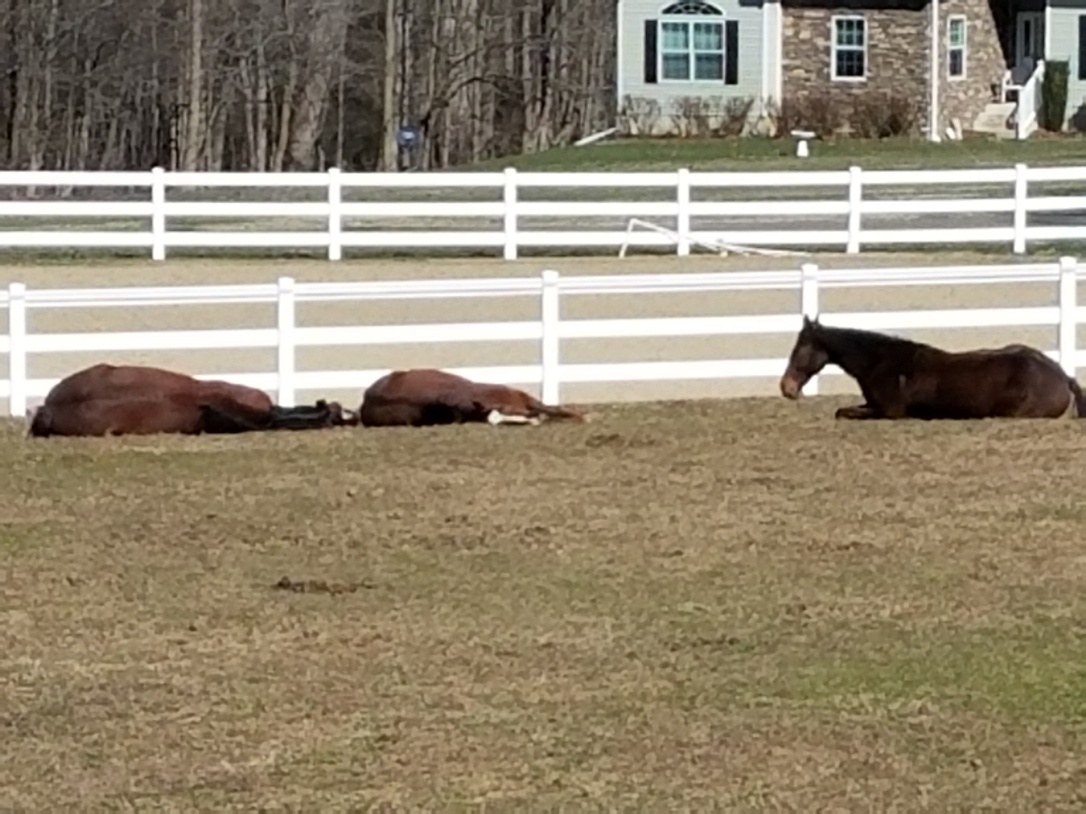 Three Horses Lying Down