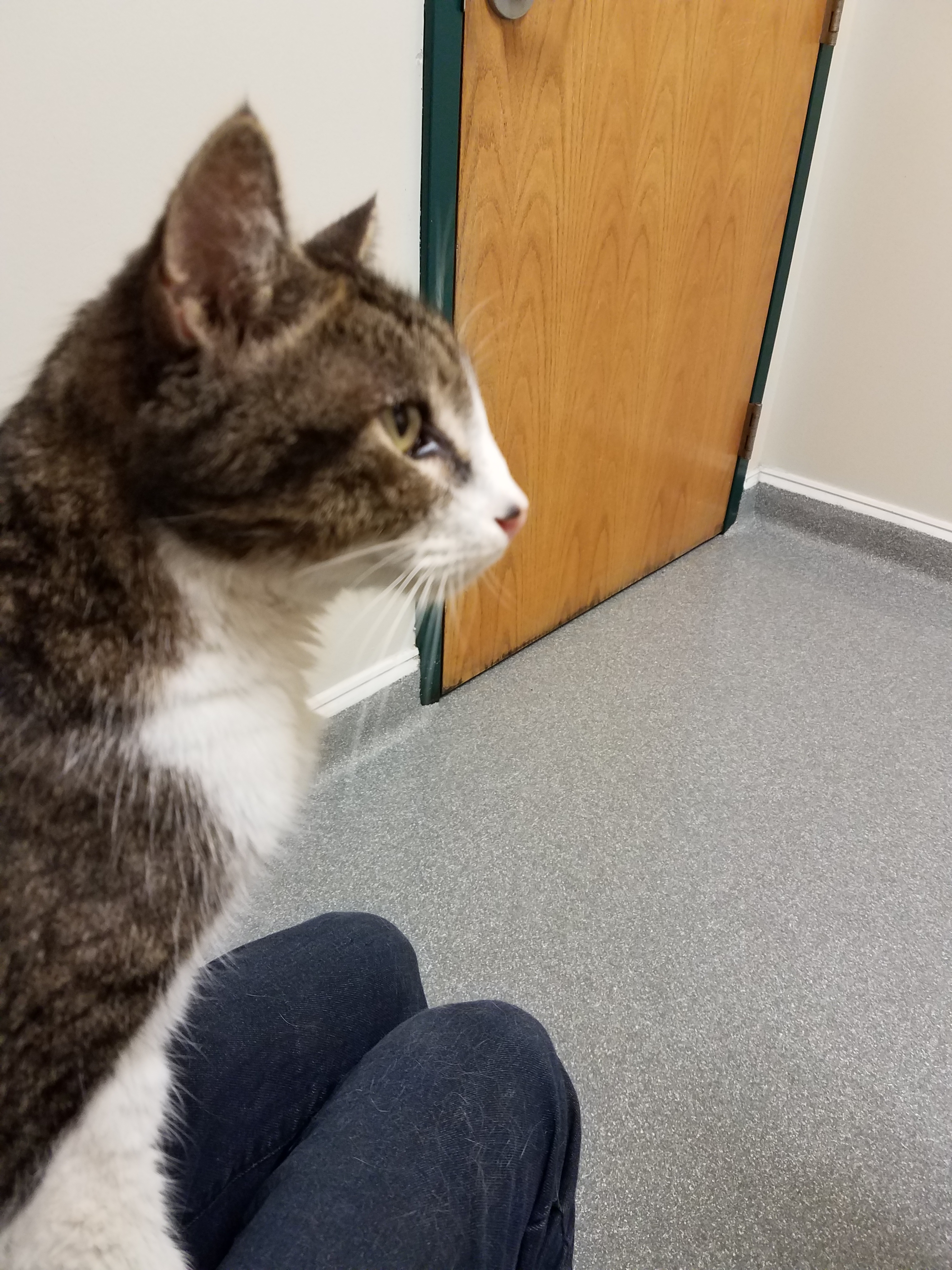 Barn Cat at Vet